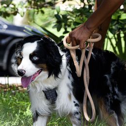 GIZMO - Miniature Australian Shepherd