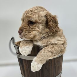 Sundae - Buff Female - Buff female Cockapoo puppy in Earleville, Maryland from Teddy Bear Cockapoos