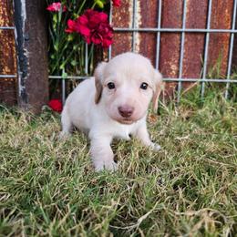 Lucky - Cream male Dachshund puppy in Florence, Arizona from Doxie Town Az