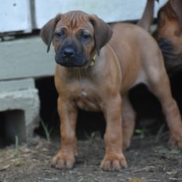 Perfect ridged girl, yellow collar - Rd whtn blk nose Rhodesian Ridgeback puppy in Broussard, Louisiana from Karamojo Ridgebacks, Quality over Quantity