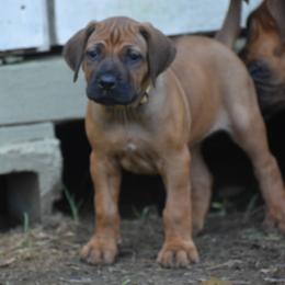 Perfect ridged girl, yellow collar - Rd whtn blk nose Rhodesian Ridgeback puppy in Broussard, Louisiana from Karamojo Ridgebacks, Quality over Quantity