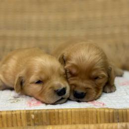 Girl 4 - Golden female Golden Retriever puppy in Tonasket, Washington from Denzil’s Goldens