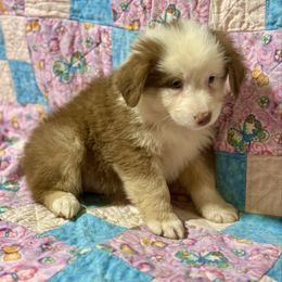 Tri female - Red tri-color female Australian Shepherd puppy in Lemon Cove, California from Magic Ranch Mini Aussies