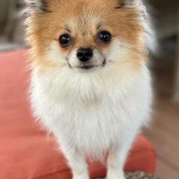 Pomeranians from Moody’s Poms