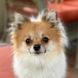 Pomeranians from Moody’s Poms