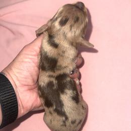 Girl2 - Dapple female Dachshund puppy in Lordsburg, New Mexico from Bootheel Doxies