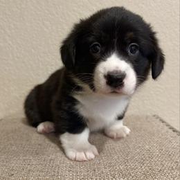 Noel - Black and white female American Corgi puppy in Temple, Texas from Silver Moon Cardigan and American Corgis