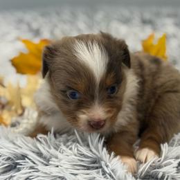 Pyper - Red merle female Toy Australian Shepherd puppy in Ambrose, Georgia from Brandilyn's Aussies