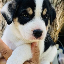 Sadie - Black tri-color female Australian Shepherd puppy in Bunnell, Florida from Royal Biewer and Royal Aussies