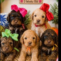 Loa x Cooper - Chocolate female Cavapoo puppy in Pleasant Grove, Utah from Destination Doodles