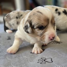 Cardigan Welsh Corgi Puppies from Savage Family Farm