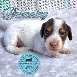 BROWNING - Piebald male Dachshund puppy in Columbia, Louisiana from Diamond 5R Ranch AKC & CKC Miniature Dachshunds