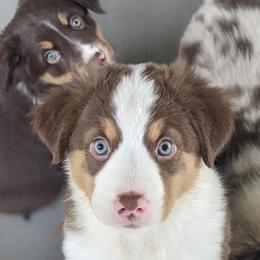 Miniature Australian Shepherd Puppies from Renegade Kennels