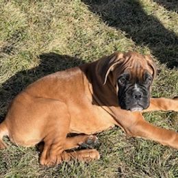 Boxer Puppies from Eagle ID Boxers