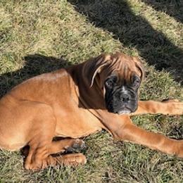 Boxer Puppies from Eagle ID Boxers