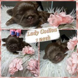 Lady Godiva - Chocolate female Shih Tzu puppy in Coolidge, Arizona from Shih Tzu’s  ‘N’ Love
