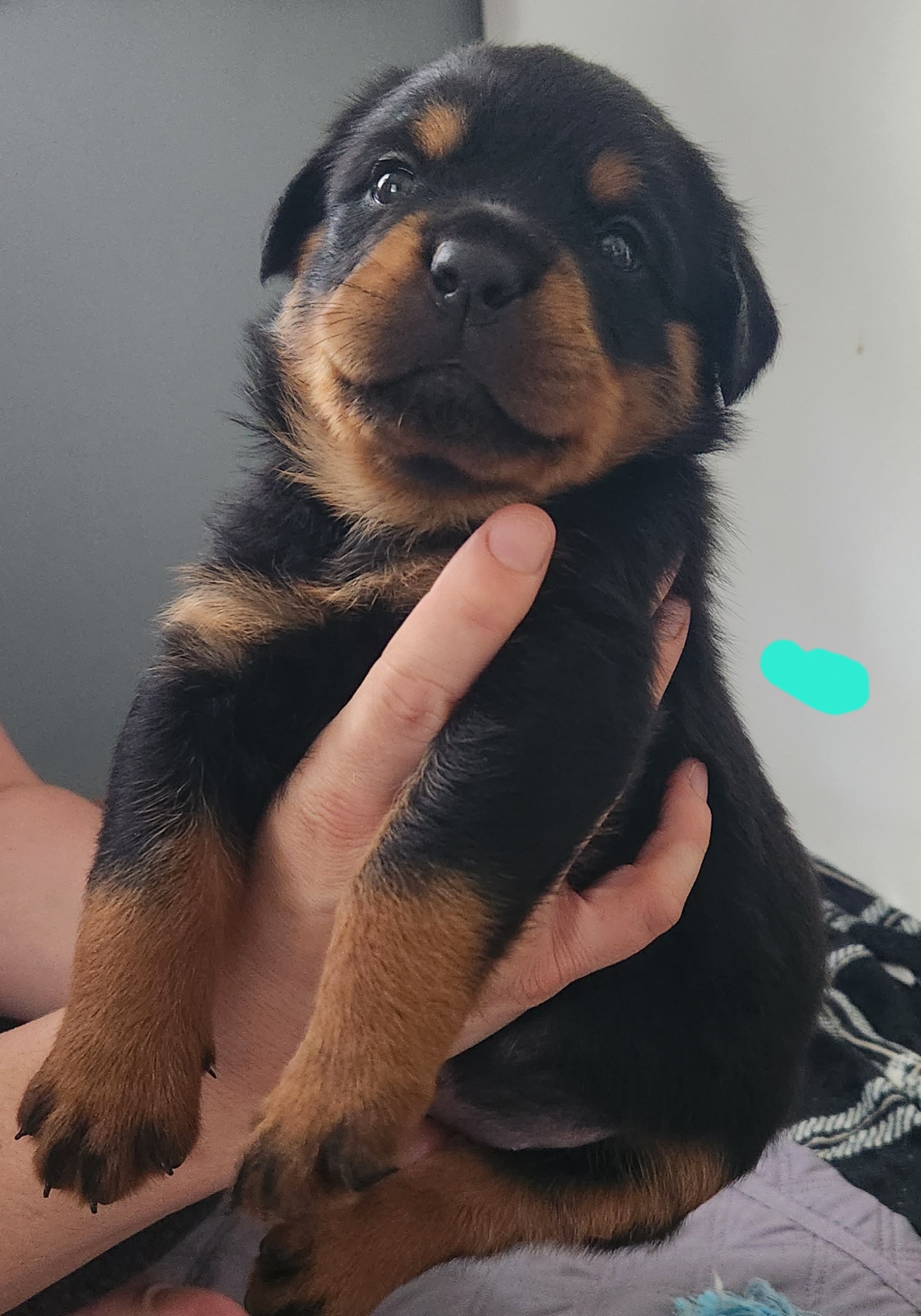 Teal Girl - Rottweiler puppy in Brasher Falls, New York from Tri-town Rotties