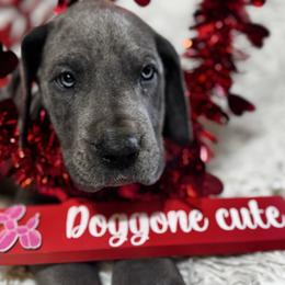 Franklin - Blue and white male Great Dane puppy in Wimberley, Texas from Heart of Texas Great Danes