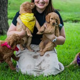 Goldendoodle Puppies from Celebrity Doodles DFW