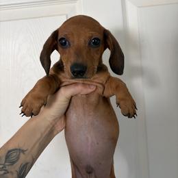 Hermes - Red male Dachshund puppy in Conroe, Texas from R&M Dachshunds