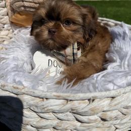 Flame - Red male Shih Tzu puppy in Coolidge, Arizona from Shih Tzu’s  ‘N’ Love