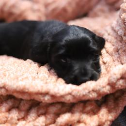 Josie - Black female Dachshund puppy in Eaton, Ohio from Miniature Alphas Dachshunds