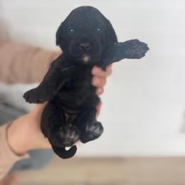 Coral - Black female Cavapoo puppy in Virginia Beach, Virginia from Son Kissed Puppy Co
