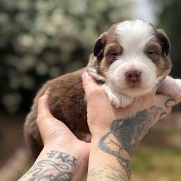 Stone - Red tri-color male Miniature American Shepherd puppy in Phoenix, Arizona from Outlaw Minis