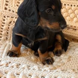 Spring Brook Little Sparrow - Black and tan female Dachshund puppy in New Ross, Indiana from Spring Brook Farms, LLC