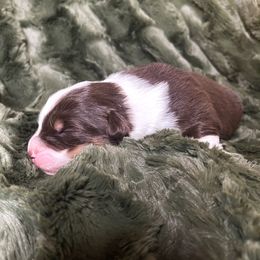 Australian Shepherd Puppies from Burdock Hill Australian Shepards