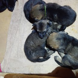 German Shepherd Puppies from Thornock Shepherds