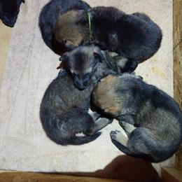 German Shepherd Puppies from Thornock Shepherds