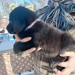 Golden Retriever and Labrador Retriever Puppies from Harvest Moon Farms