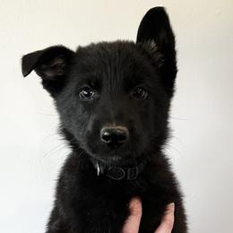 Boy 1 - Black male German Shepherd puppy in Higbee, Missouri from Kyon Kennel LLC