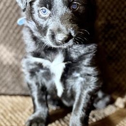 Beau - Black & white male Australian Shepherd puppy in Az, Yuma, Arizona from The Southern Dog