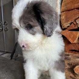 JASPER - Blue merle and white male Sheepadoodle puppy in Charlo, Montana from Heavenly Hilltop Farm