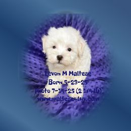 Lavon - White male Maltese puppy in Silverhill, Alabama from Malteseuluv’s Tiny Treasurers