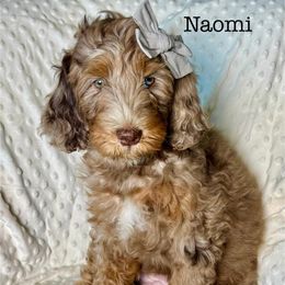 Naomi - Chocolate merle female Bernedoodle puppy in Hillsboro, Oregon from Myt fine doodles