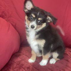 Sporty Mix Puppies from Ebonheart Kennel