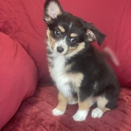 Sporty Mix Puppies from Ebonheart Kennel