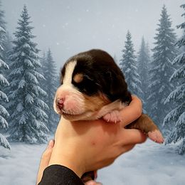 Green -TBD - Black, white and red female Greater Swiss Mountain Dog puppy in Everett, Pennsylvania from Sweet Stream Swissies