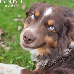 Henry - Miniature Australian Shepherd