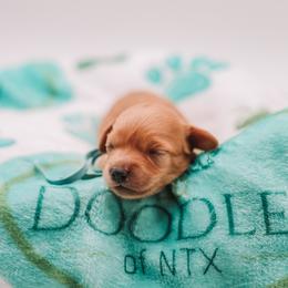 Blue Boy Cavapoo - Apricot male Cavapoo puppy in Mckinney, Texas from Doodles of North Tx