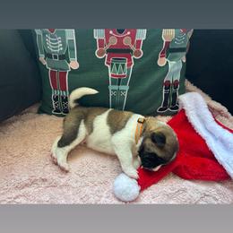 Boy 3 orange - Brown brindle male Akita puppy in Las Vegas, Nevada from Ishikawa Akita's