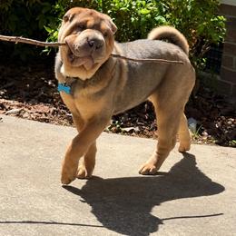 Tony - Chinese Shar-Pei