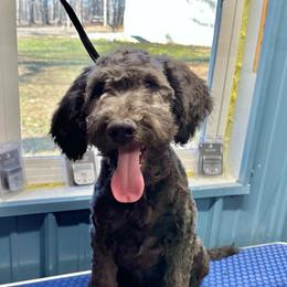 Marty - Black male Whoodle puppy in Smallett, Missouri from Leshas Whoodles