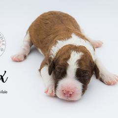 Bernedoodle, Saint Berdoodle, and Sheepadoodle Puppies from Yankee Doodle Puppies