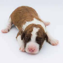Bernedoodle, Saint Berdoodle, and Sheepadoodle Puppies from Yankee Doodle Puppies