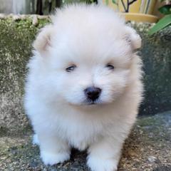 Pomeranian Puppies from Svitlana's Pomeranians