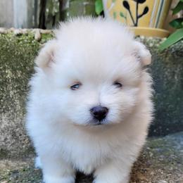 Pomeranian Puppies from Svitlana's Pomeranians